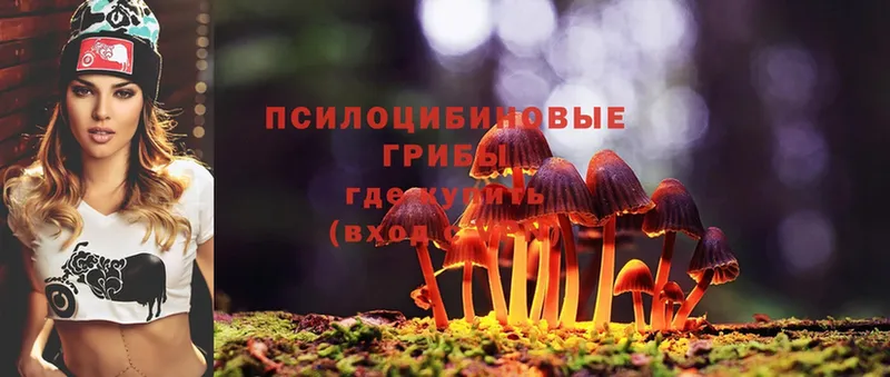 Галлюциногенные грибы Psilocybe  Приморско-Ахтарск 